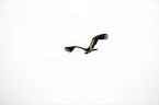 white-backed vulture