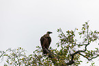 white-backed vulture