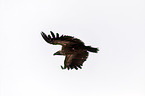 white-backed vulture