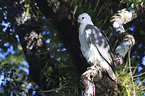 sitting white-bellied Sea-Eagle