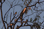 white-breasted woodswallows