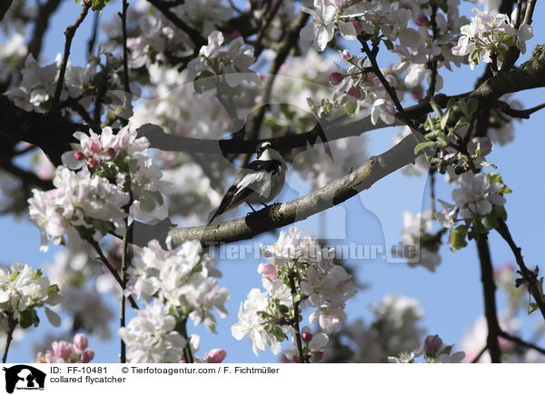 Halsbandschnpper / collared flycatcher / FF-10481