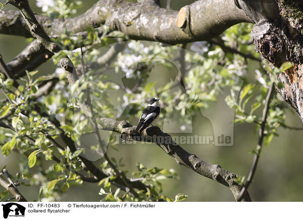 Halsbandschnpper / collared flycatcher / FF-10483