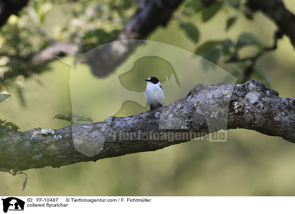 Halsbandschnpper / collared flycatcher / FF-10487