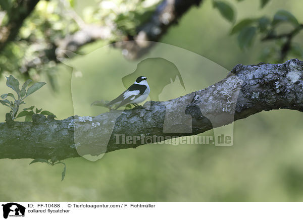 Halsbandschnpper / collared flycatcher / FF-10488