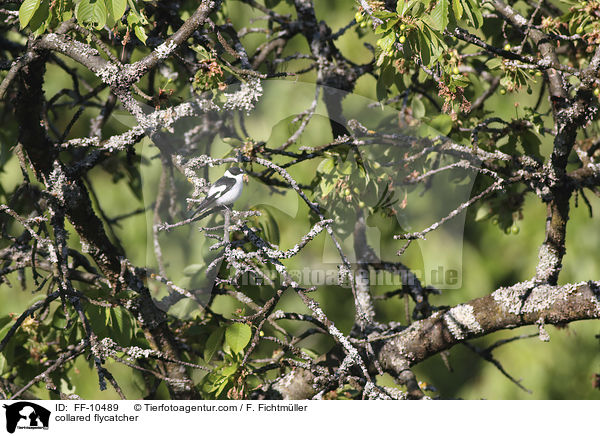 Halsbandschnpper / collared flycatcher / FF-10489