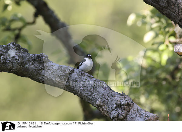 Halsbandschnpper / collared flycatcher / FF-10491