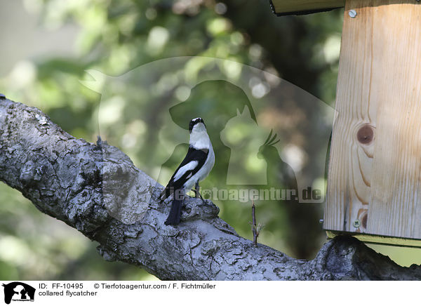 Halsbandschnpper / collared flycatcher / FF-10495
