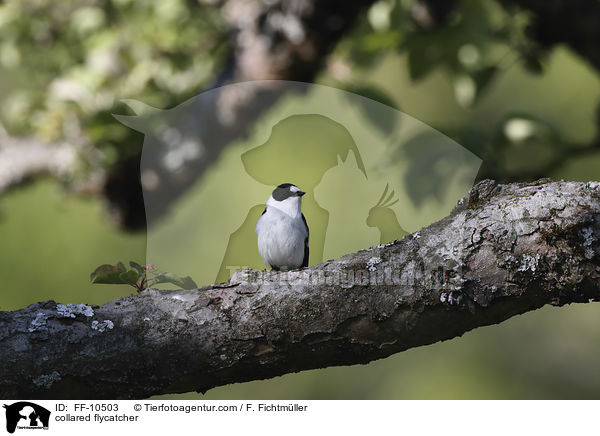 Halsbandschnpper / collared flycatcher / FF-10503