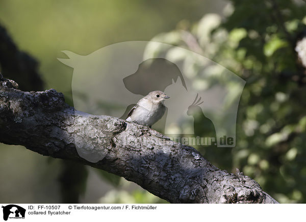 Halsbandschnpper / collared flycatcher / FF-10507