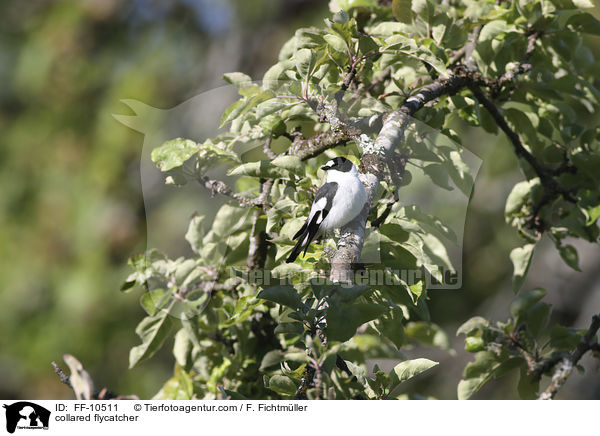 Halsbandschnpper / collared flycatcher / FF-10511
