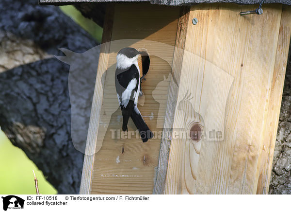 Halsbandschnpper / collared flycatcher / FF-10518