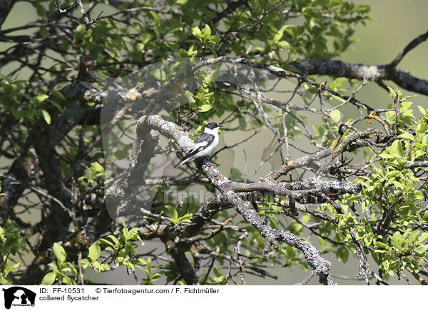 collared flycatcher / FF-10531