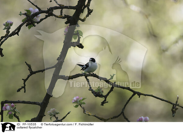 Halsbandschnpper / collared flycatcher / FF-10535