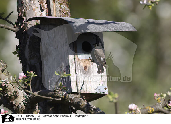 Halsbandschnpper / collared flycatcher / FF-10555