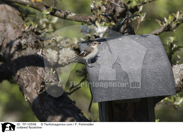 Halsbandschnpper / collared flycatcher / FF-10558