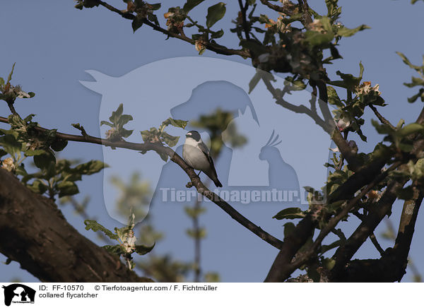 Halsbandschnpper / collared flycatcher / FF-10570