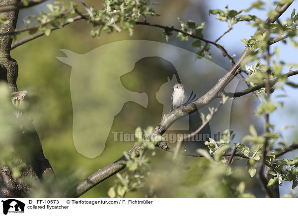 Halsbandschnpper / collared flycatcher / FF-10573