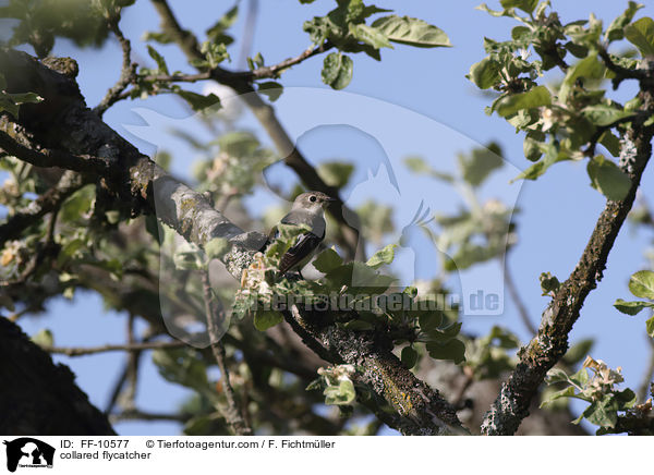 Halsbandschnpper / collared flycatcher / FF-10577