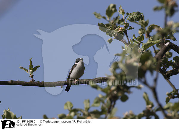Halsbandschnpper / collared flycatcher / FF-10580