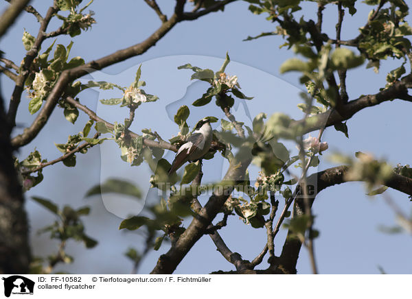 Halsbandschnpper / collared flycatcher / FF-10582