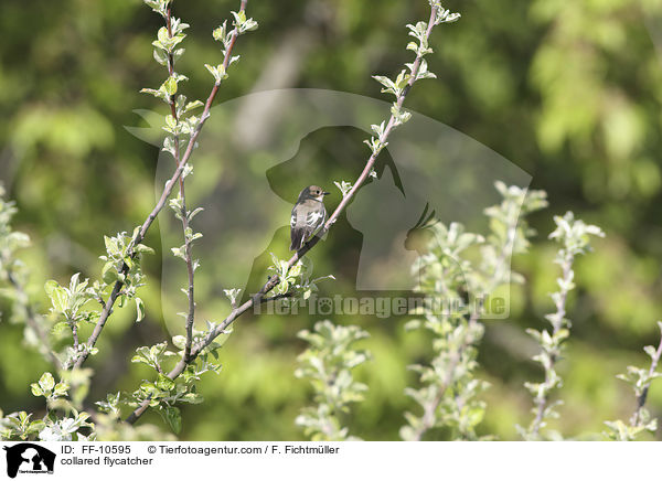 Halsbandschnpper / collared flycatcher / FF-10595