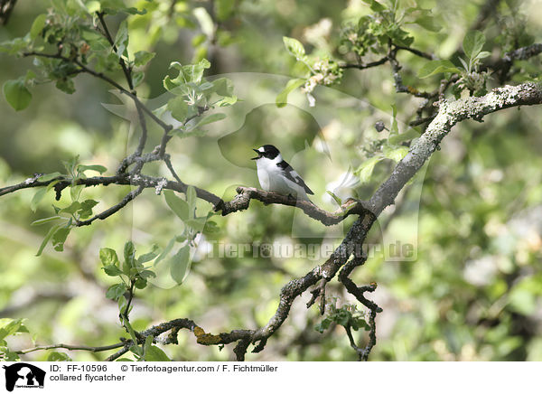 Halsbandschnpper / collared flycatcher / FF-10596