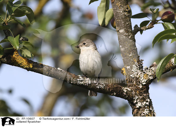 Halsbandschnpper / collared flycatcher / FF-10607