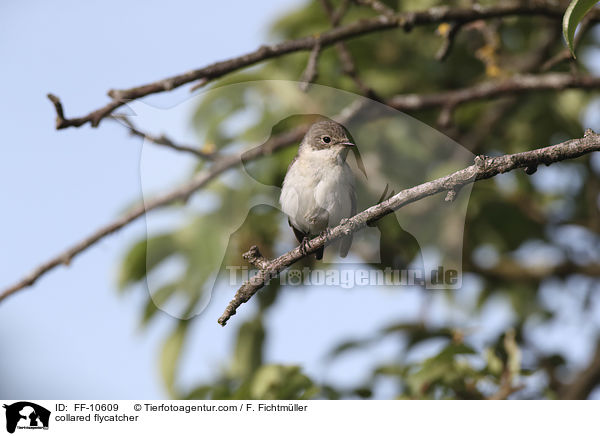 collared flycatcher / FF-10609