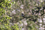 collared flycatcher