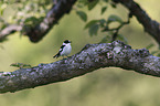 collared flycatcher