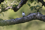 collared flycatcher