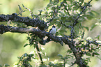 collared flycatcher