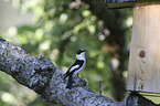 collared flycatcher