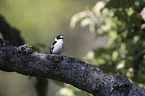 collared flycatcher