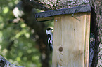collared flycatcher