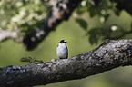 collared flycatcher