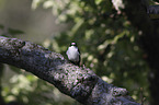 collared flycatcher
