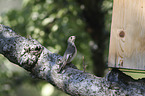 collared flycatcher
