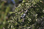 collared flycatcher