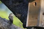 collared flycatcher