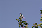 collared flycatcher