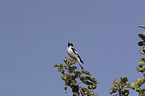 collared flycatcher