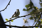 collared flycatcher