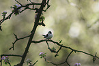 collared flycatcher