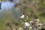 collared flycatcher