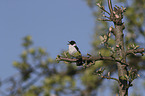 collared flycatcher