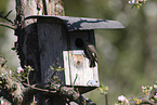 collared flycatcher