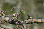 collared flycatcher