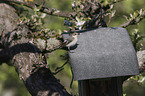 collared flycatcher